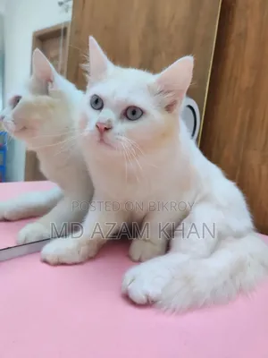 6-12 Months Male Purebred Persian