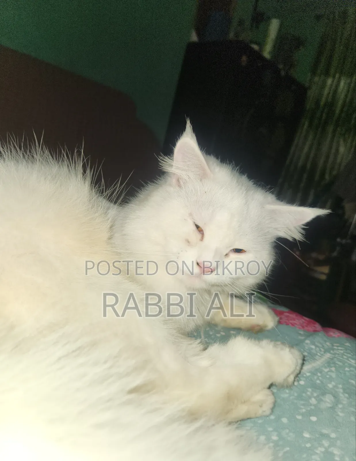 1+ Year Male Purebred Persian
