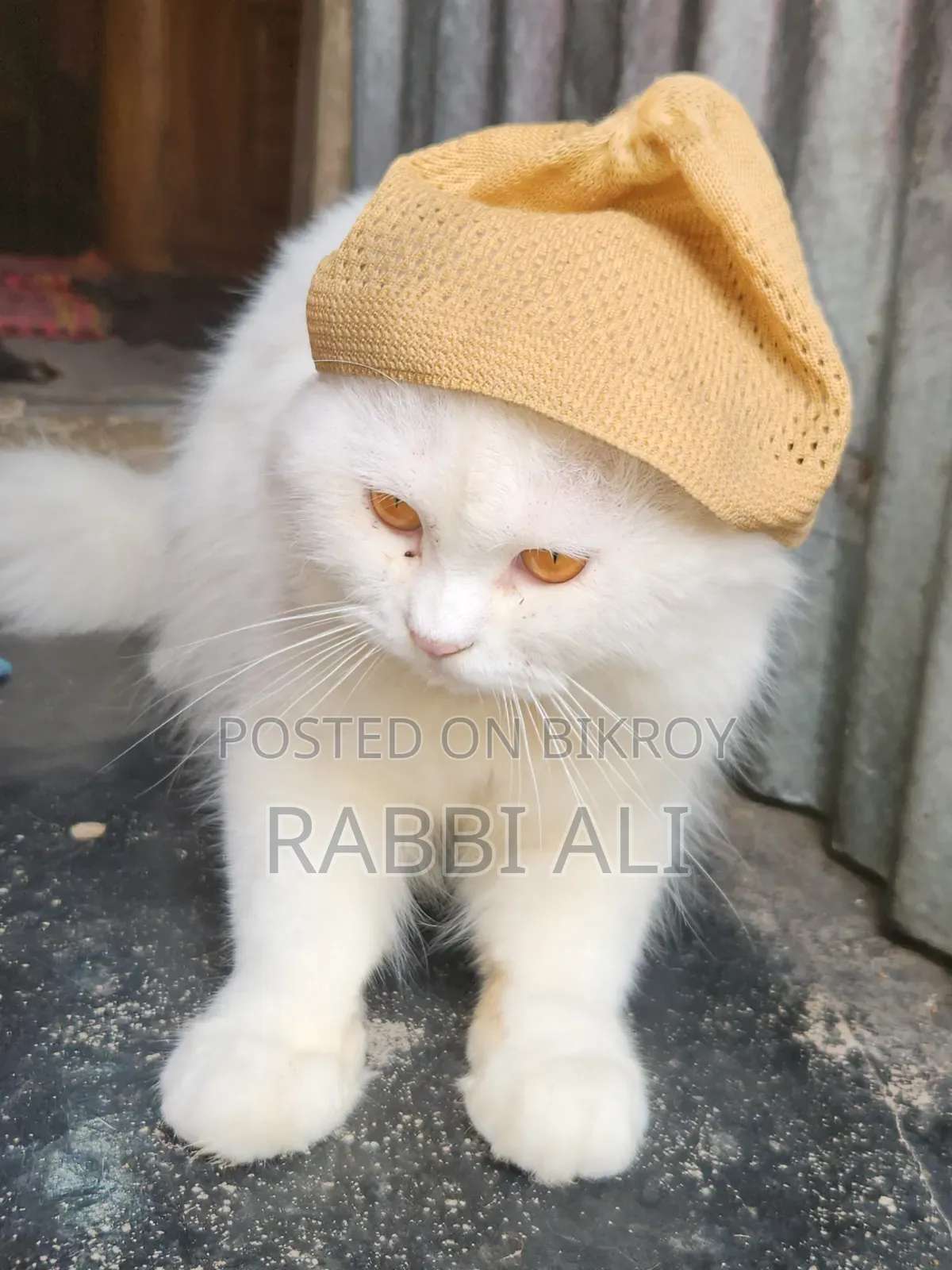 1+ Year Male Purebred Persian