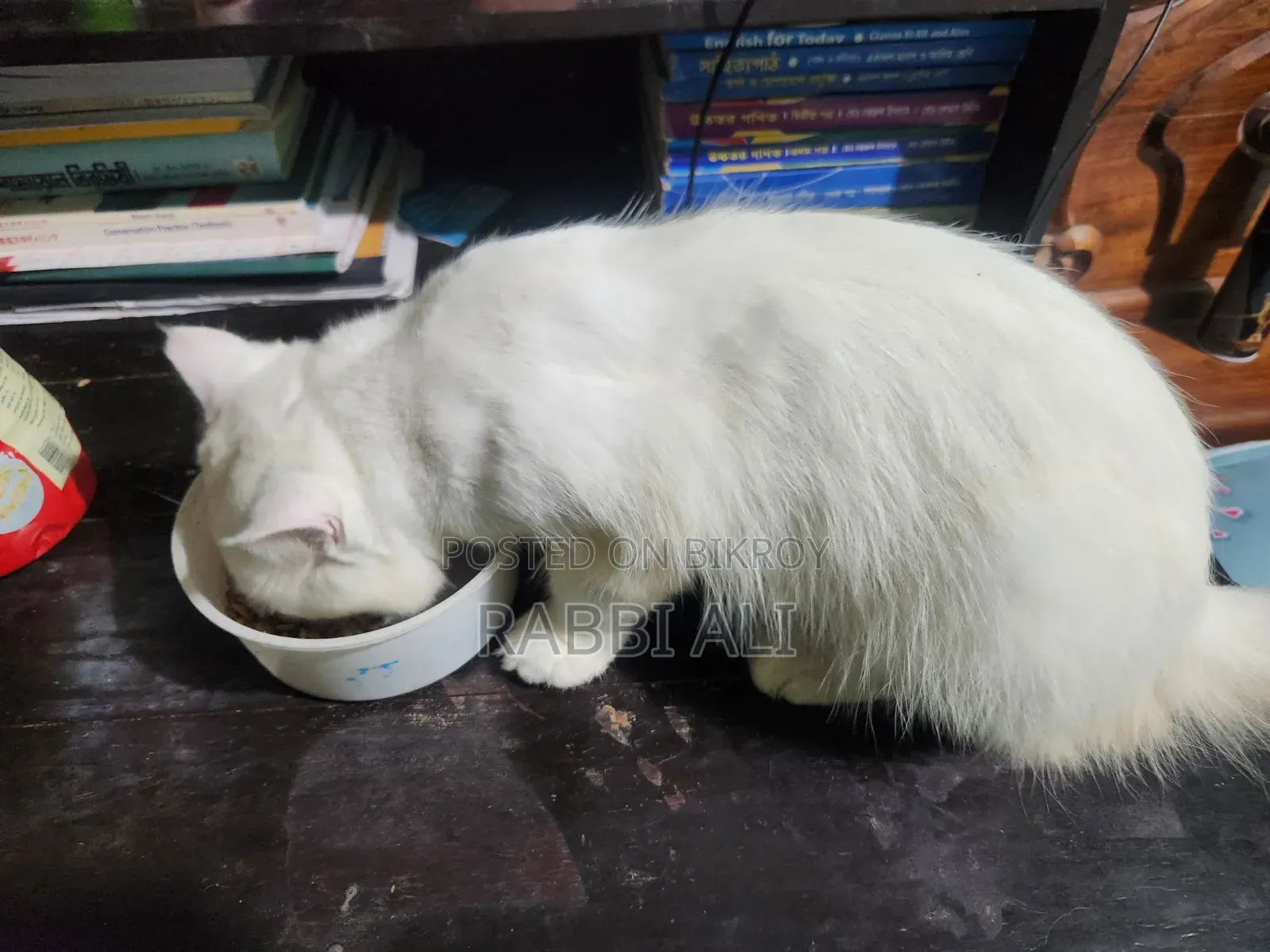 1+ Year Male Purebred Persian