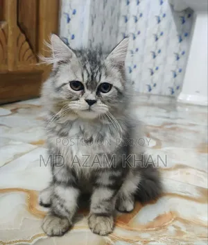 6-12 Months Male Purebred Persian Cat