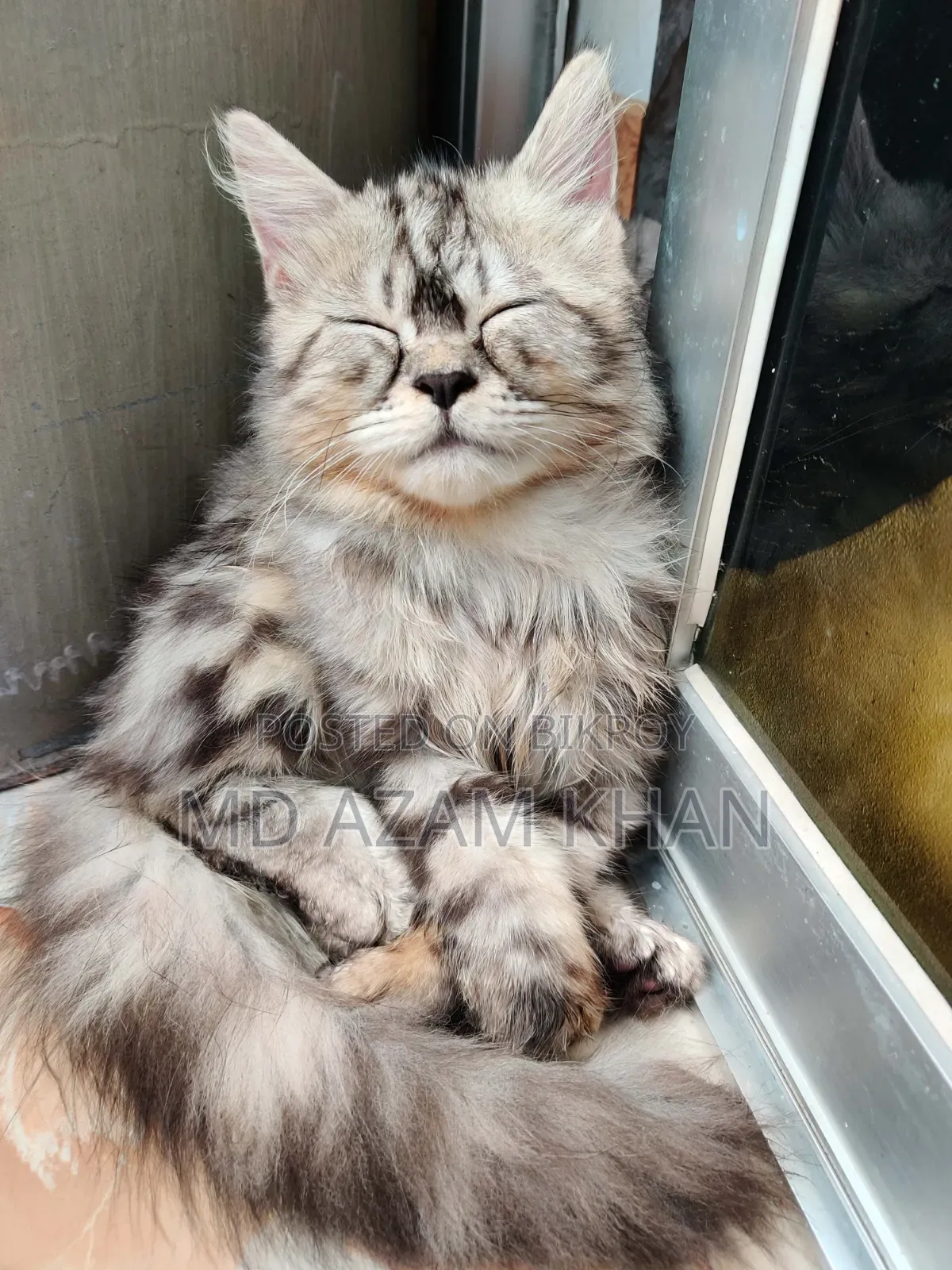 6-12 Months Male Purebred Persian Cat
