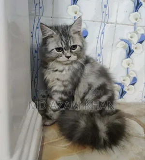 6-12 Months Male Purebred Persian Cat