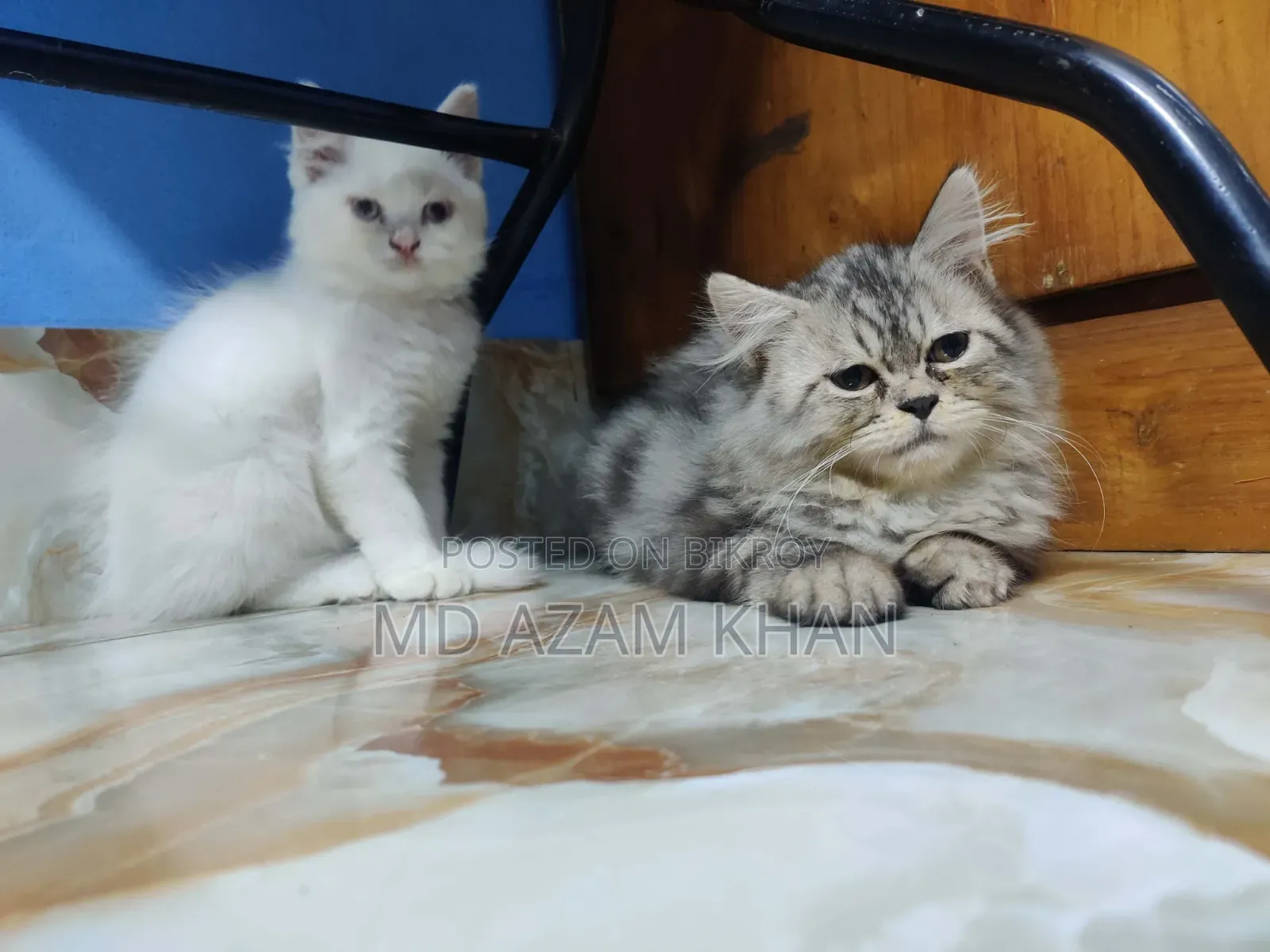 6-12 Months Male Purebred Persian Cat