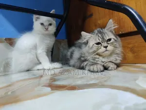 6-12 Months Male Purebred Persian Cat
