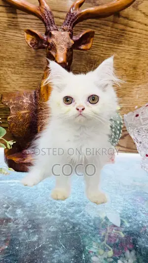 1-3 Months Female Purebred Persian