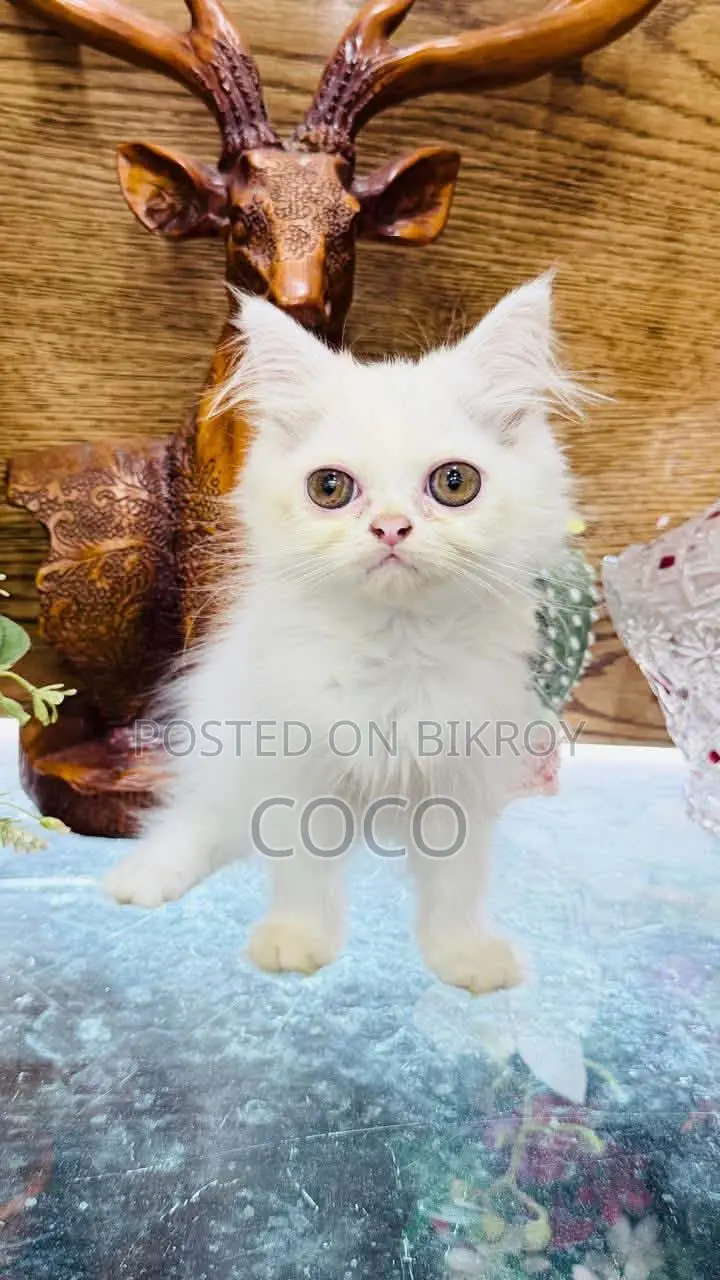 1-3 Months Female Purebred Persian
