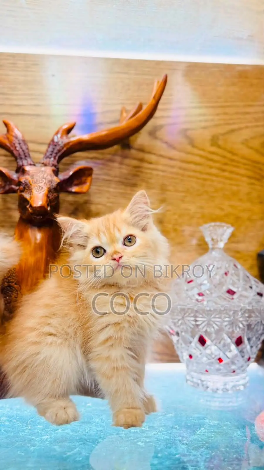 1-3 Months Female Purebred Persian