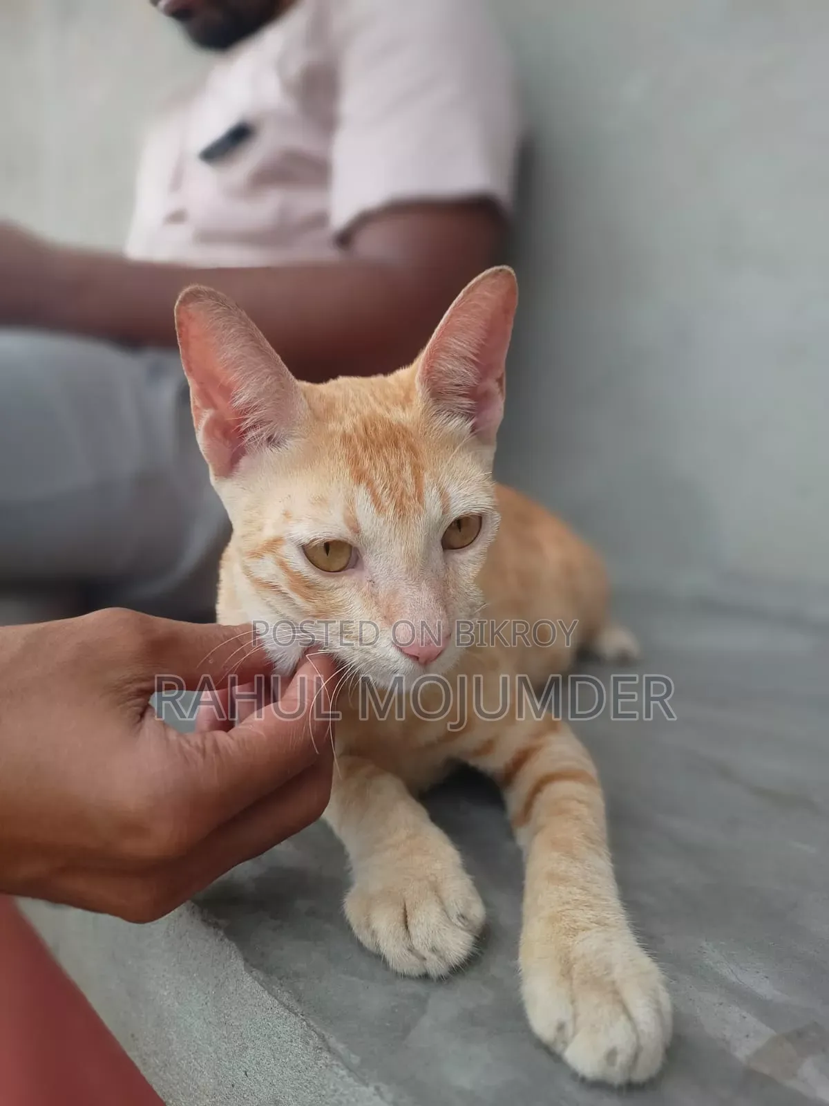 3-6 Months Male Mixed Breed Bengal Cat