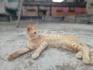 3-6 Months Male Mixed Breed Bengal Cat