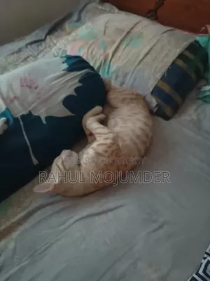 3-6 Months Male Mixed Breed Bengal Cat