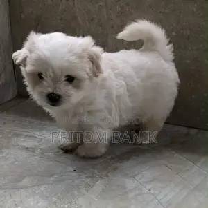 3-6 Months Male Purebred Lhasa Apso