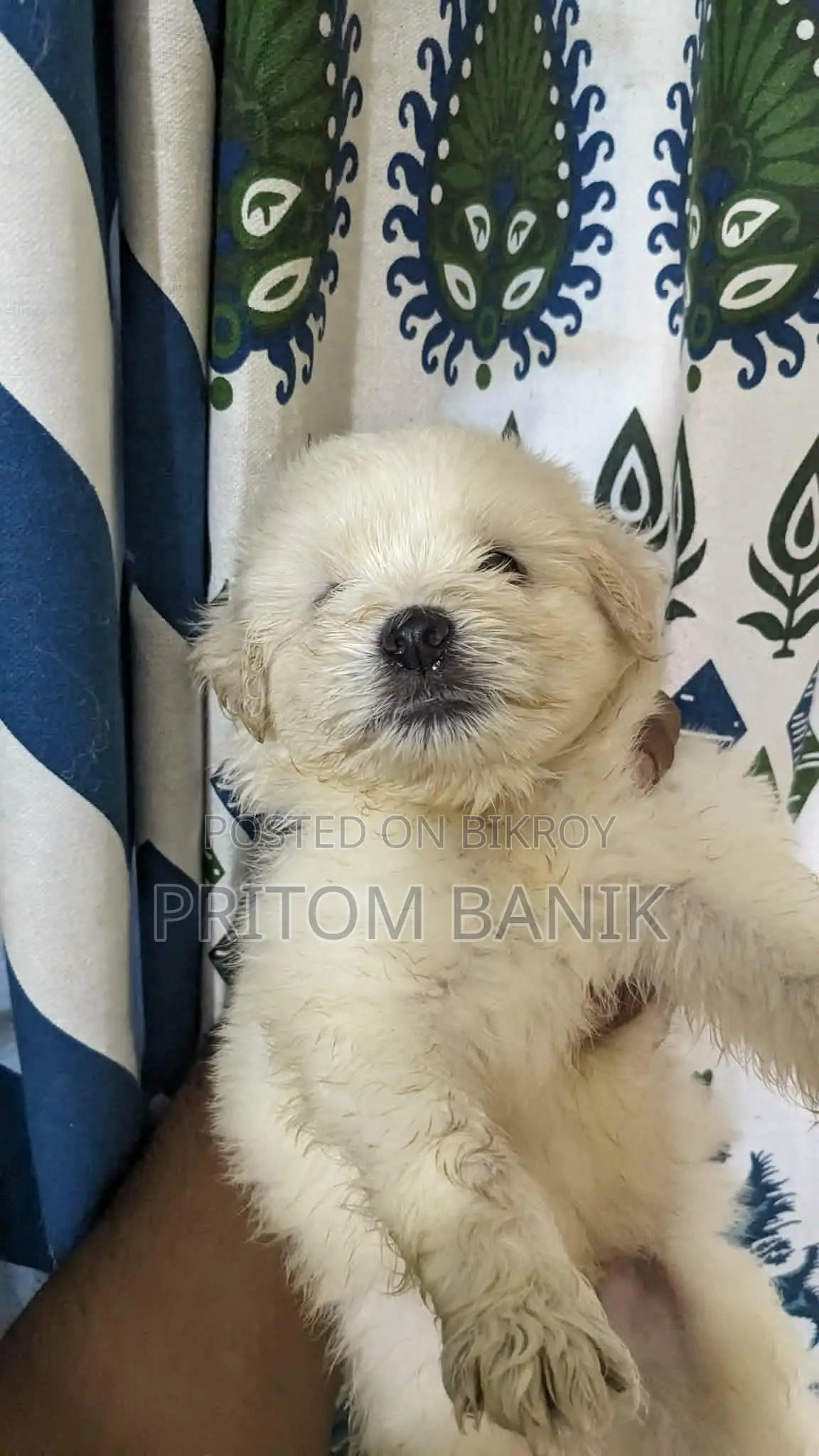 3-6 Months Male Purebred Lhasa Apso