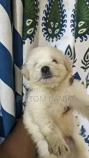 3-6 Months Male Purebred Lhasa Apso