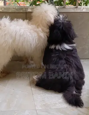 3-6 Months Male Purebred Lhasa Apso