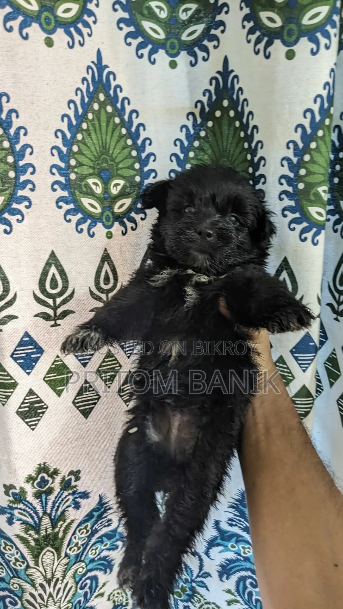 3-6 Months Male Purebred Lhasa Apso