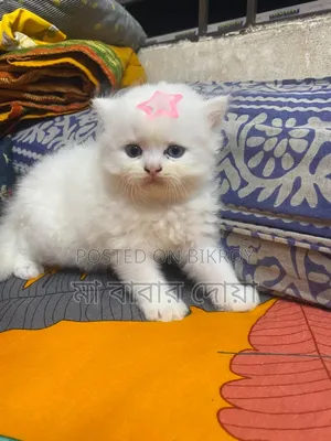 1-3 Months Male Purebred Persian