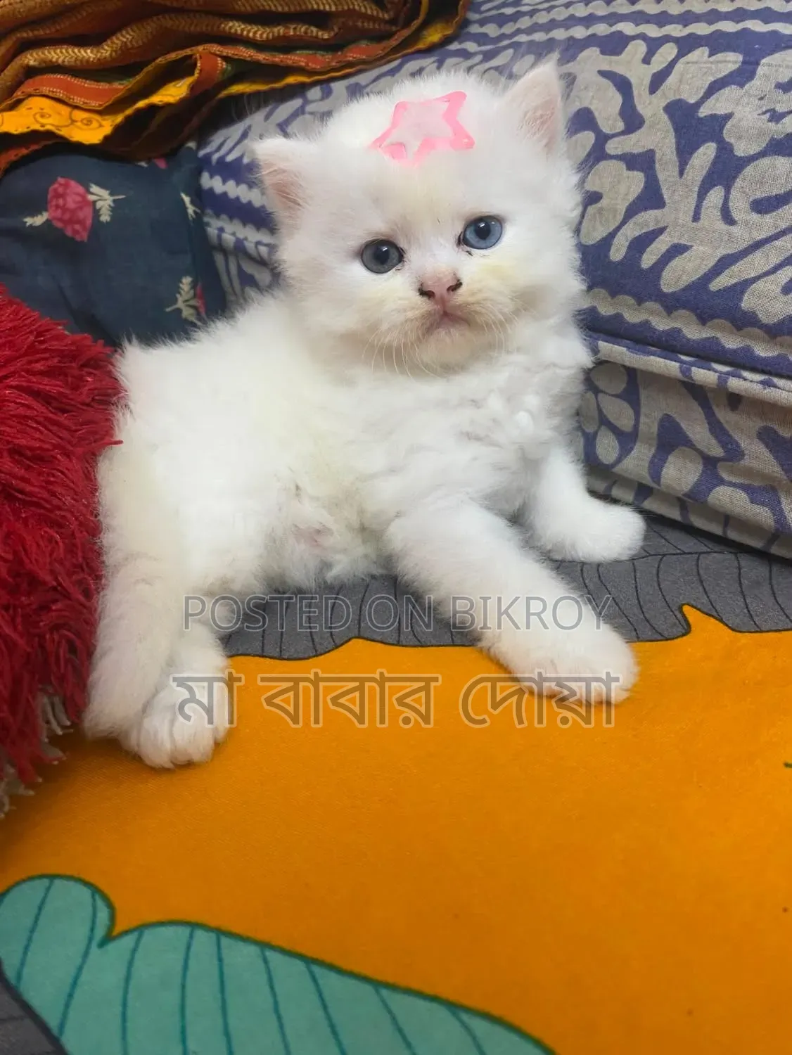 1-3 Months Male Purebred Persian