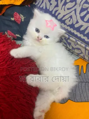 1-3 Months Male Purebred Persian