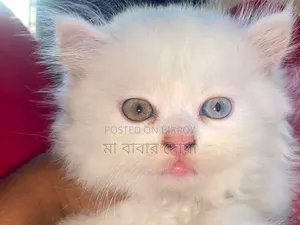 1-3 Months Male Purebred Persian
