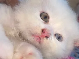 1-3 Months Male Purebred Persian