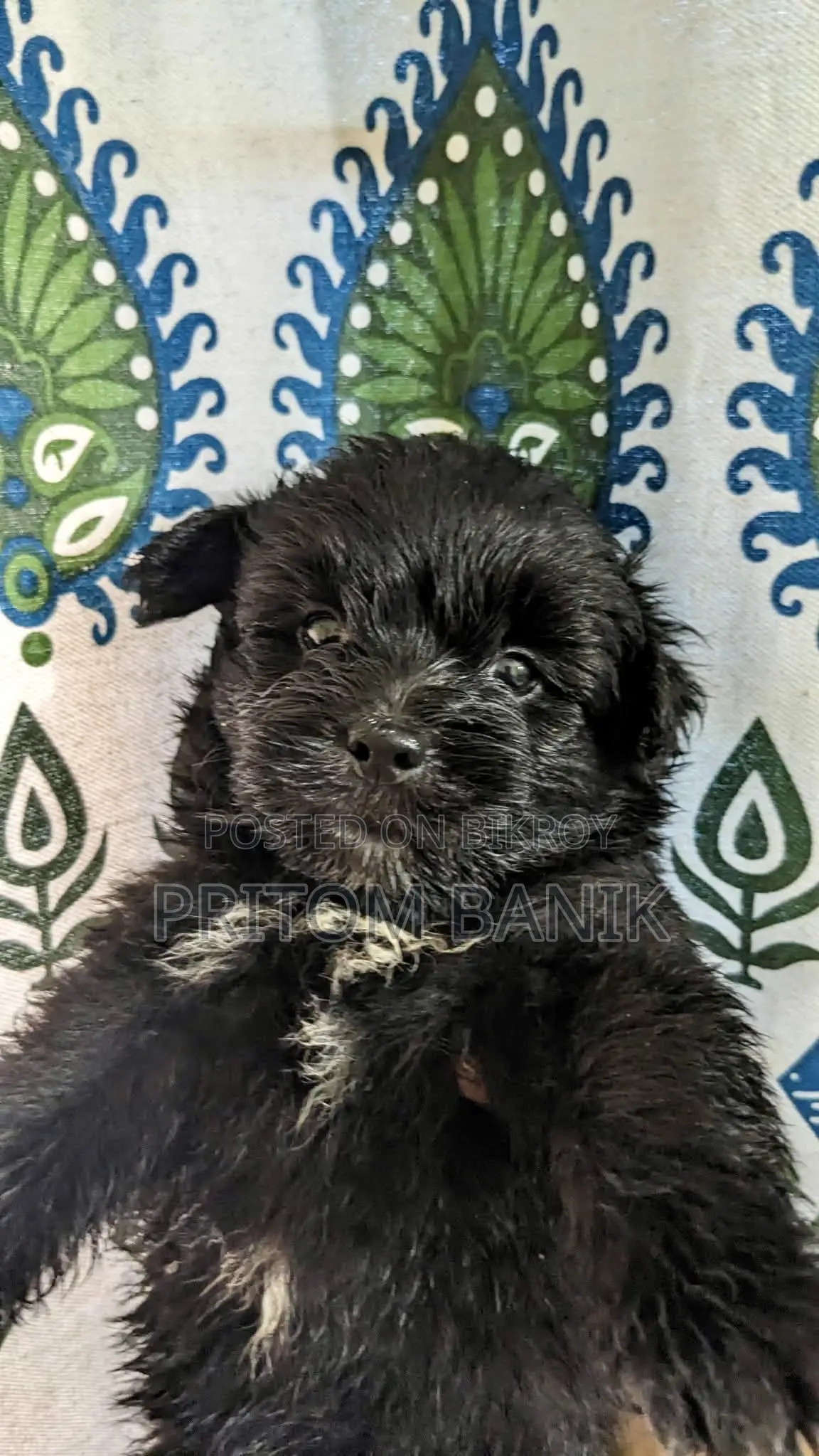 3-6 Months Male Purebred Lhasa Apso