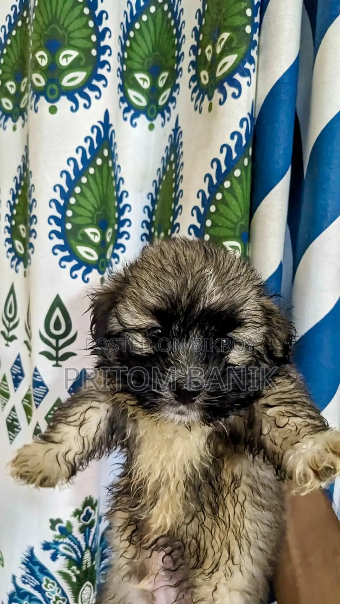 3-6 Months Male Purebred Lhasa Apso