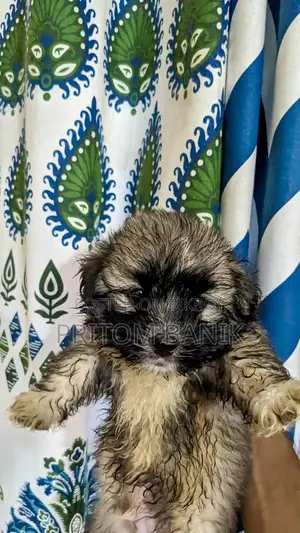 3-6 Months Male Purebred Lhasa Apso