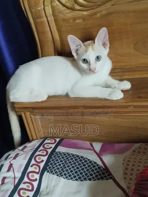 1-3 Months Female Mixed Breed Bengal