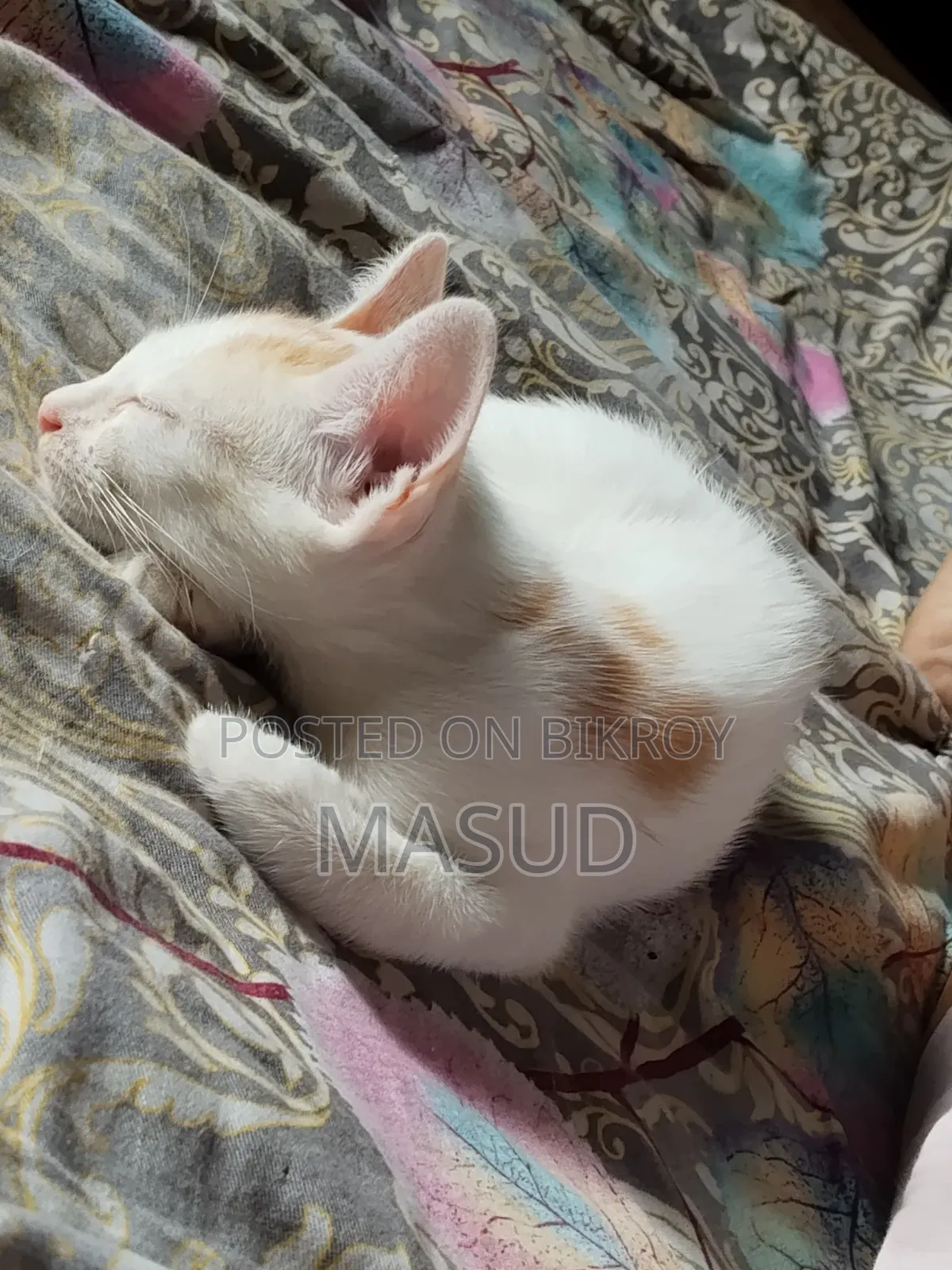 ১-৩ মাসের ফিমেল মিক্সড ব্রিড বেঙ্গল