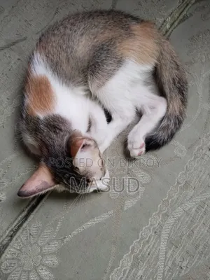 ১-৩ মাসের ফিমেল মিক্সড ব্রিড বেঙ্গল