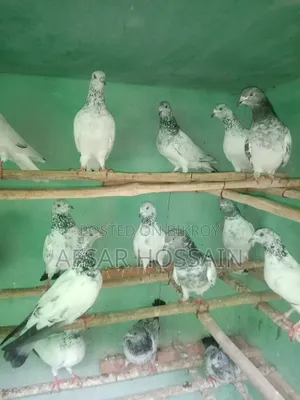 Greebaj Pigeon