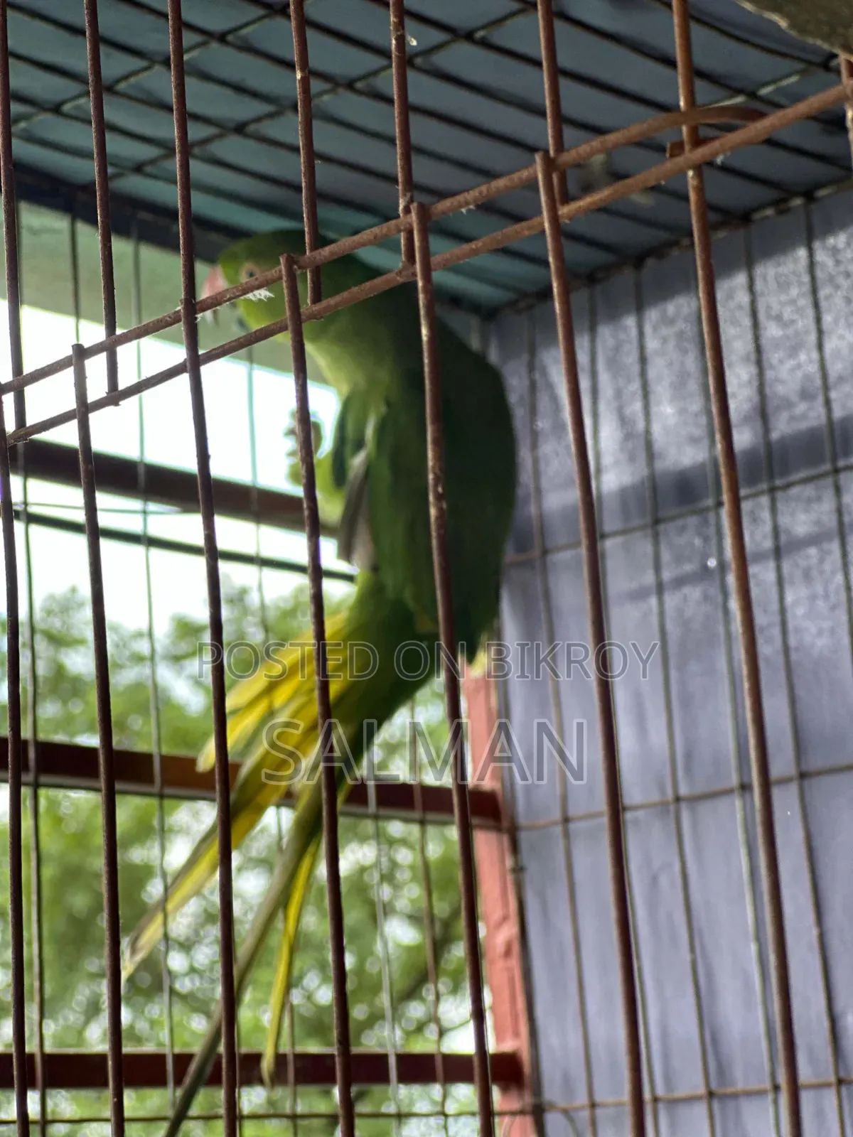 ইন্ডিয়ান রিং নেক টিয়া পাখি