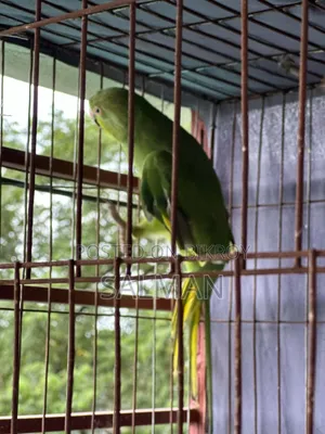 ইন্ডিয়ান রিং নেক টিয়া পাখি
