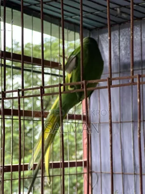 ইন্ডিয়ান রিং নেক টিয়া পাখি