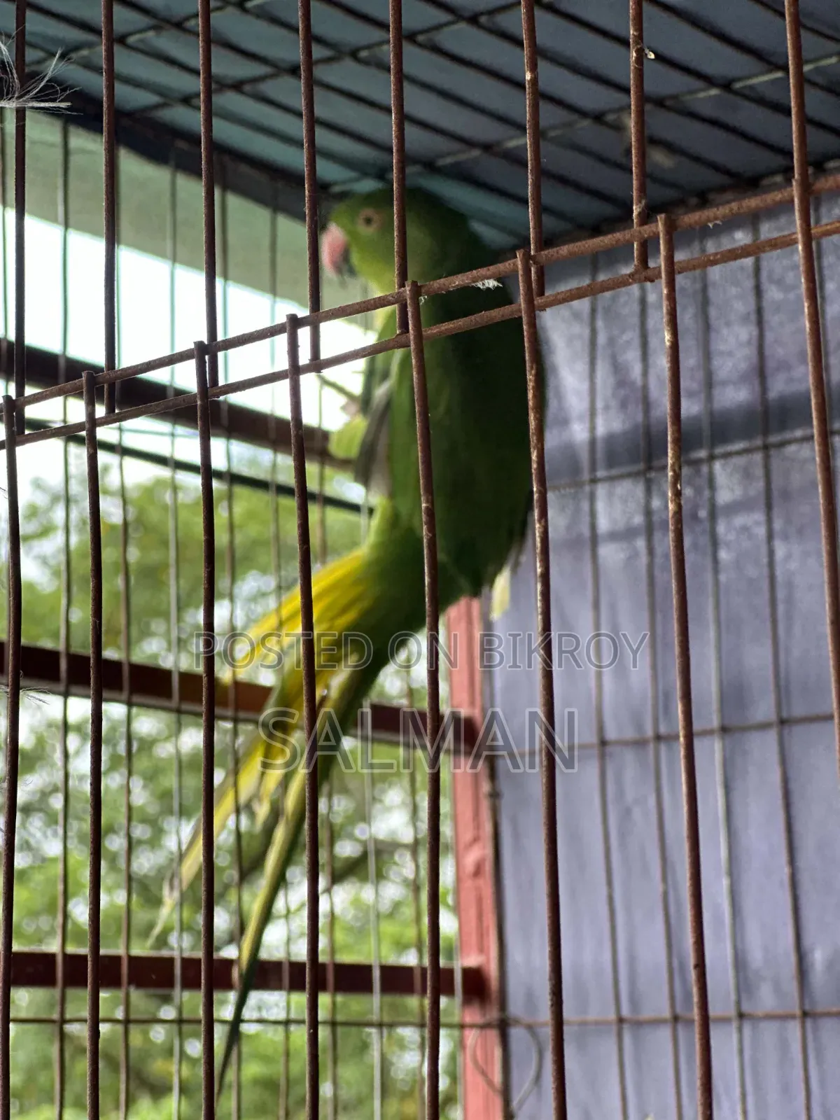ইন্ডিয়ান রিং নেক টিয়া পাখি
