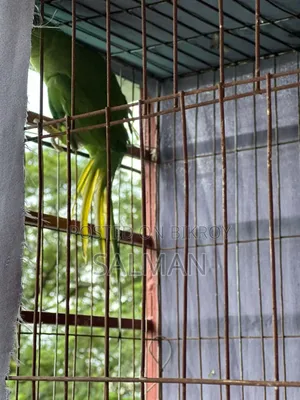 ইন্ডিয়ান রিং নেক টিয়া পাখি