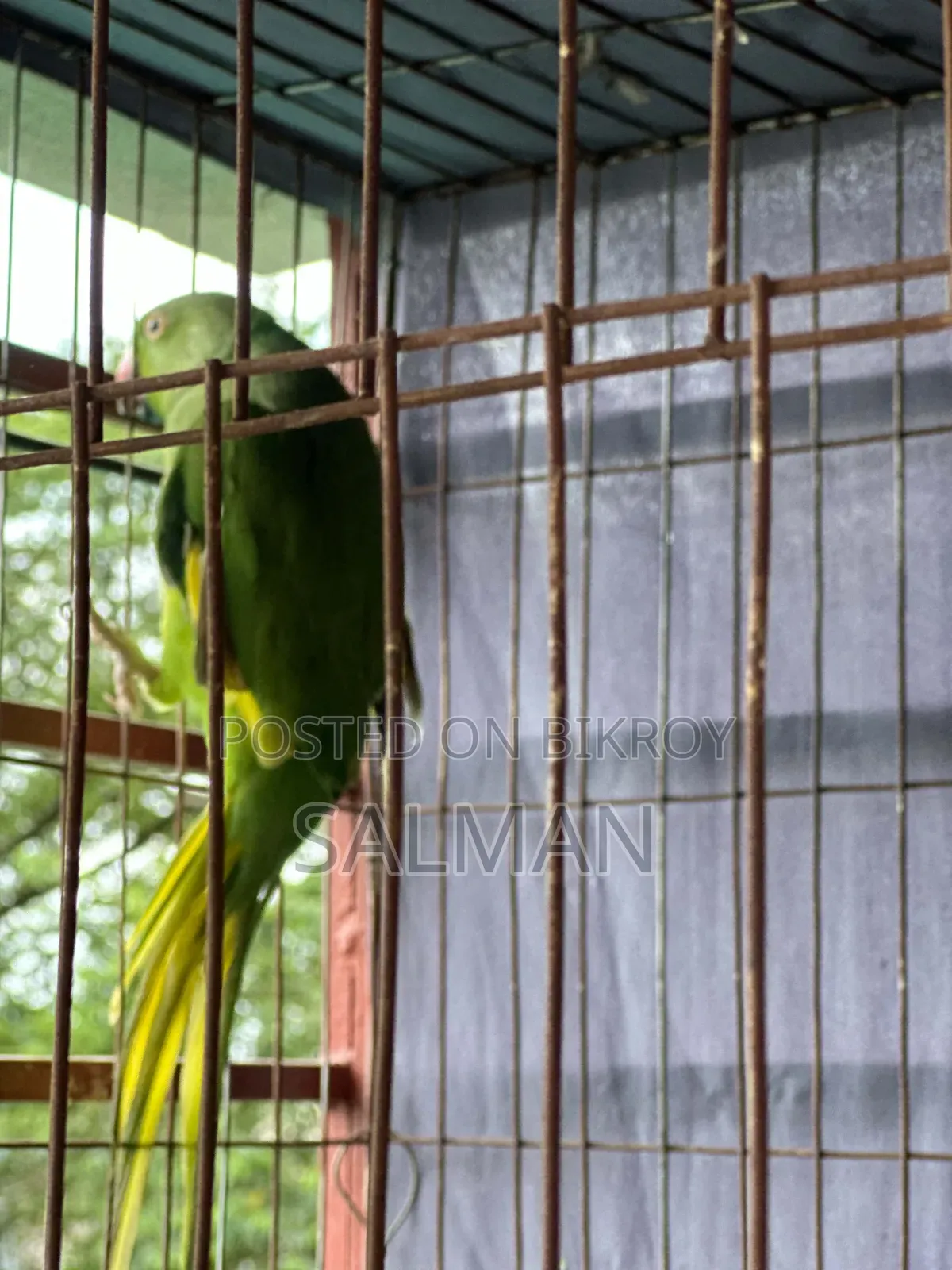 ইন্ডিয়ান রিং নেক টিয়া পাখি
