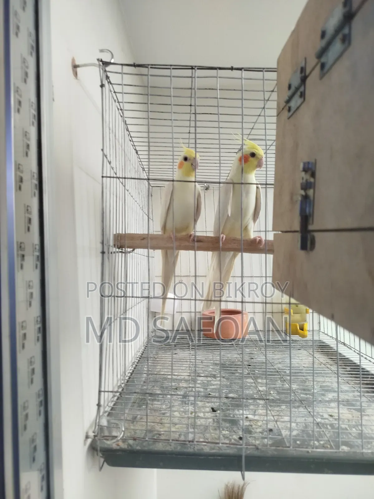 A pair of Cockatiel birds will be sold male female confirmed completely healthy rest