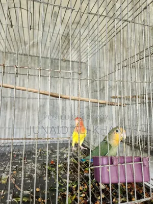 লাভ বার্ড ৬ মাস ১ জোড়া