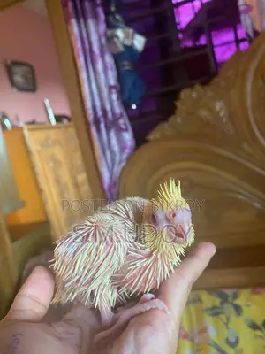 Cocktail Tame Size Baby
