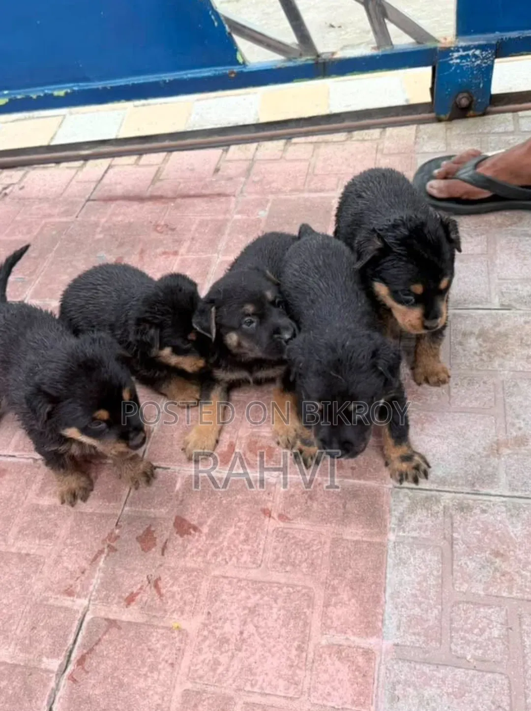 ১-৩ মাস বয়সী ফিমেল পিওরব্রেড রটওয়েলার