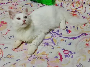 6-12 Months Male Mixed Breed Persian Cat