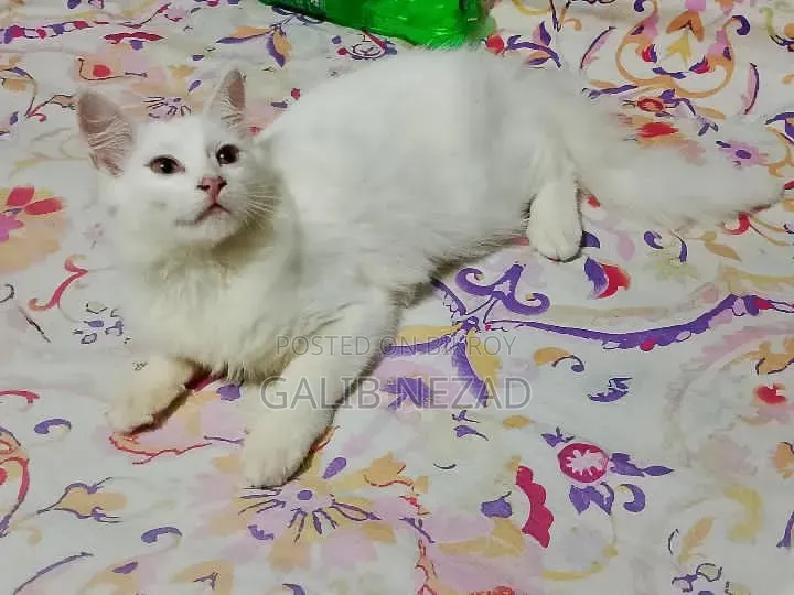 6-12 Months Male Mixed Breed Persian Cat