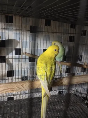 Red Eye Lutino Female Budgies