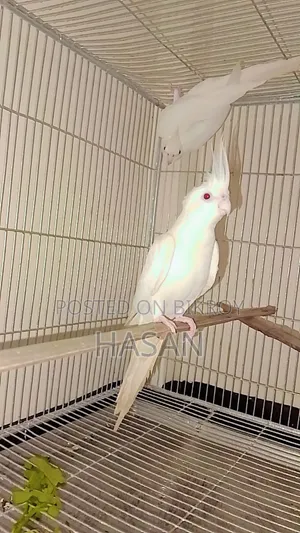 এলবিনো ককাটেল পাখি রানিং জোরা