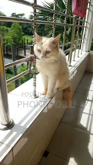 6-12 Months Male Purebred Persian Cat