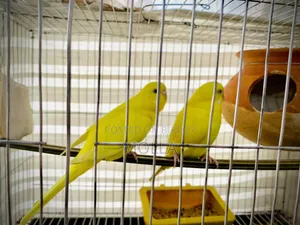 Red Eye Budgie Big Size 2 Babies 4 Eggs Available Will Hatch Fresh