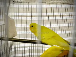 Red Eye Budgie Big Size 2 Babies 4 Eggs Available Will Hatch Fresh