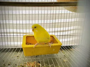 Red Eye Budgie Big Size 2 Babies 4 Eggs Available Will Hatch Fresh
